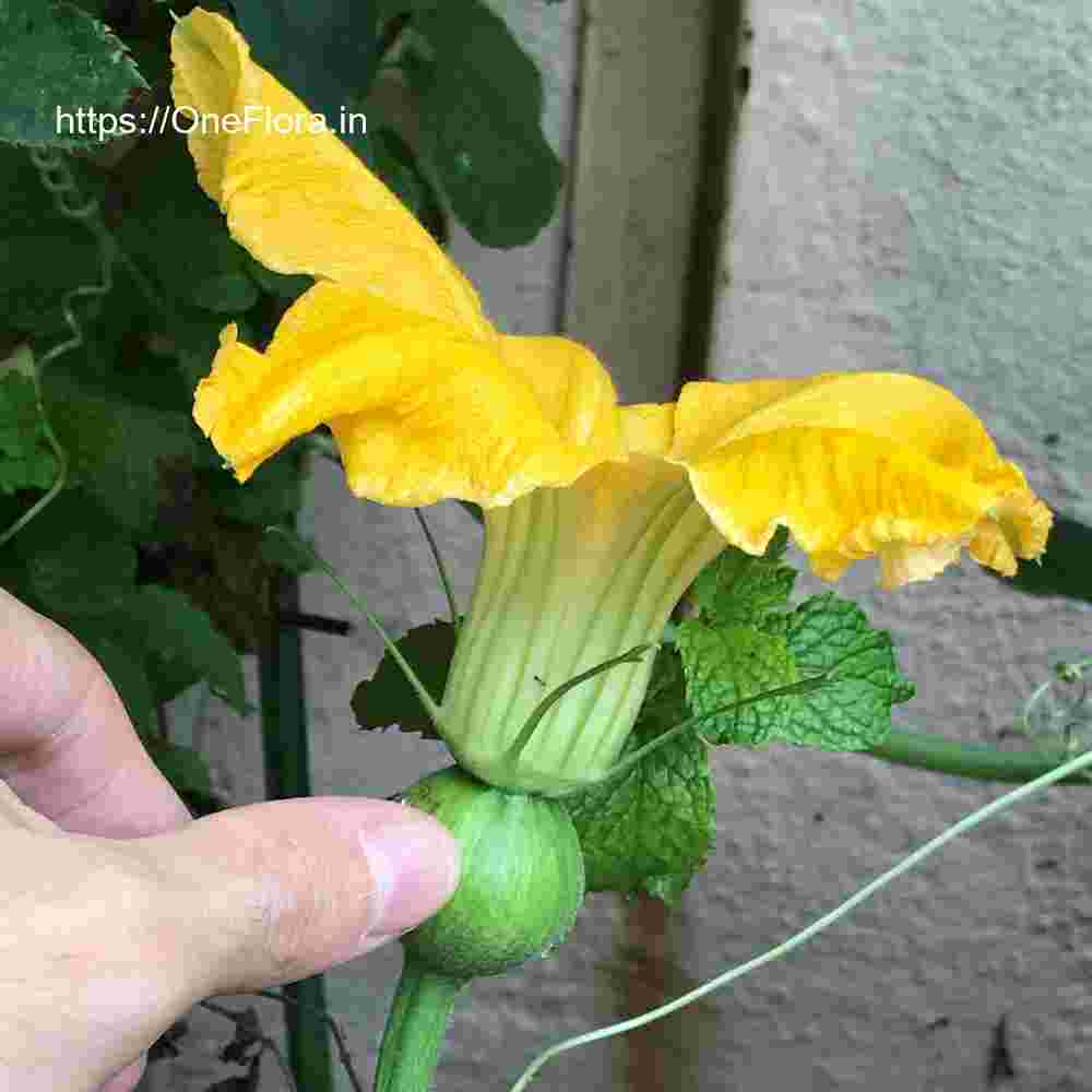 cucurbita-maxima